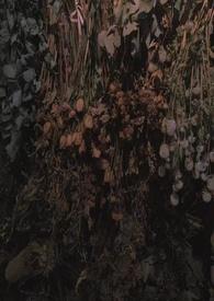 雀鸟和鹊鸟的区别